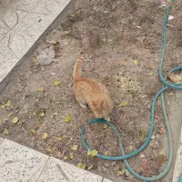 گربه سه ماهه نر|گربه|باغ بهادران, |دیوار