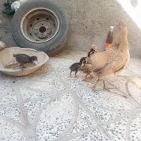 مرغ جوجه|حیوانات مزرعه|کوهدشت, |دیوار