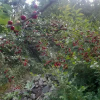 البالو محلی