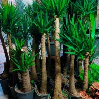 گل پروانه ای|گل و گیاه طبیعی|کرمانشاه, |دیوار