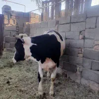 دوتا جلب فروشی