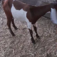 دوتا بز|حیوانات مزرعه|حمیدیه, |دیوار