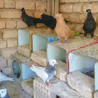 کفتر