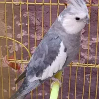 جفت عروس هلندی