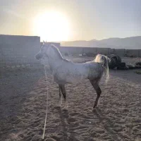 اسب عرب مصری