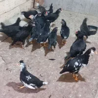 جوجه گلین درجه یک واکسن شده
