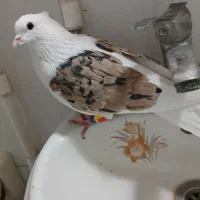 کبوتر گرده ای|پرنده|بروجرد, |دیوار