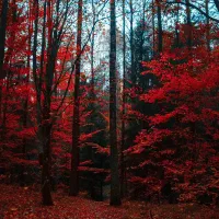 زمین-مسکونی-واقع-درقعله-سلطان-باجی