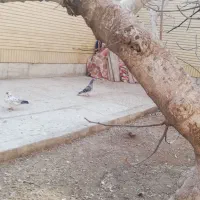 جوجه جیر پلاکی ب شرط|پرنده|اصفهان, جلالیه|دیوار