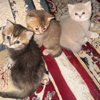 گربه بریتیش