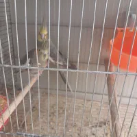 جفت عروس هلندی خاکستری|پرنده|بم, |دیوار