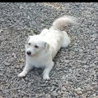 واگذاری سگ|سگ|رشت, معلم|دیوار