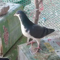 ۵ تا شهری همش ۱۵۰۰|پرنده|شیراز, تاچارا|دیوار