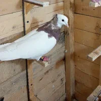 معامله با طوقی ماده