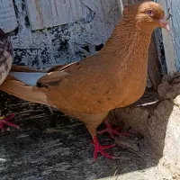 هفت‌رنگ دم‌سفید‌باماده