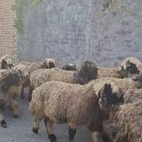 ۵۰راس میش بختیاری