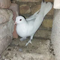 کفتر گرفتنی