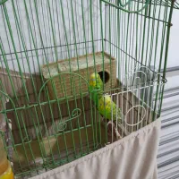 مرغ عشق|پرنده|پاکدشت, پاکدشت (مامازند)|دیوار