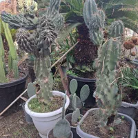 فروش کاکتوس صخره ای|گل و گیاه طبیعی|سلمانشهر, |دیوار