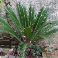 سالم و زیبا