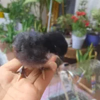 جوجه مرغ رسمی و برهما