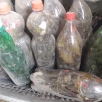 خیارشور|خوردنی و آشامیدنی|شیروان (خراسان), |دیوار