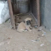 توله شتیزو|سگ|تربت جام, معدآباد|دیوار