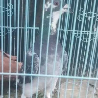 کبوتر بوم صید پرشی آلمانی کرمونی