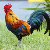 معاوضه خروس با مرغ
