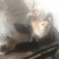 سلام سگهای باهوش وتربیت شده ودوز واکسن خورده