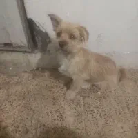 پاکوتاه اشپیتز دوماهه|سگ|گرگان, |دیوار