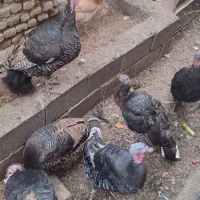 تعدادی بوقلموو مرغ خروس فروشی