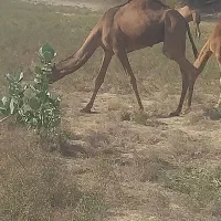 فروش شتر نر|حیوانات مزرعه|بندرعباس, |دیوار