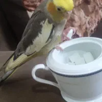 عروس هلندی گمشده