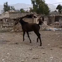 مادیان|اسب و تجهیزات اسبسواری|بولی, |دیوار