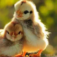 جوجه محلی زیبا وسالم