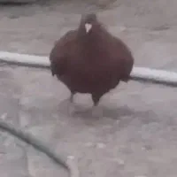 سرخ دم سفید بدون عیب با طوق شازدی بی عیب