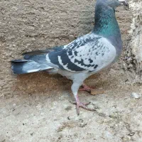 نرکفتر پولکی|پرنده|قائن, |دیوار