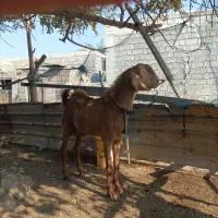 نری|حیوانات مزرعه|میناب, |دیوار