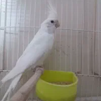 عروس هلندی .البینو.لوتینو.