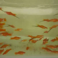 ماهی گوپی وزبرا