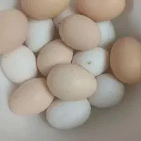 تخم مرغ گلین ریشو چهل تاج