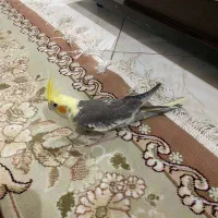 عروس هلندی|پرنده|رشت, جهاد|دیوار