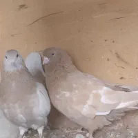 کفتر  جفت زردی و جفت سبز زاغ