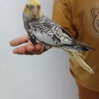 پرنده دستی|پرنده|شیراز, شهرک پرواز|دیوار