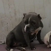 بولی|سگ|بومهن, |دیوار