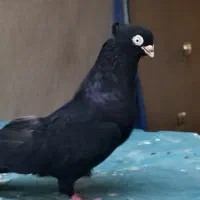 کبوتر زاغ ابادانی واکسی