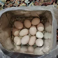 تخم مرغ نطفه دار|پرنده|کوهسار (البرز), |دیوار