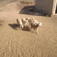 بره ماده چینی|حیوانات مزرعه|مشهد, آبکوه|دیوار