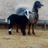 میش بره دار جوان پلنگی،قوچ پلنگی هترو امپراطور